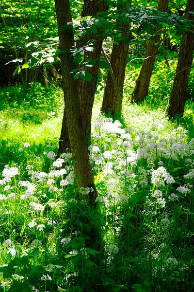 May green by Ostsee Bilder