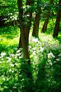 May green by Ostsee Bilder thumbnail