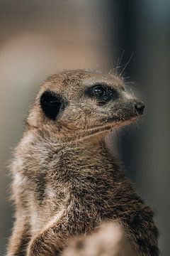 Meerkat by Oliver Hackenberg