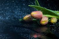 Tulpen von Tilo Grellmann Miniaturansicht
