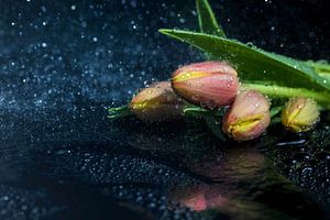 Tulpen