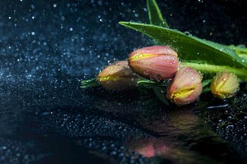 Tulpen von Tilo Grellmann | Photography
