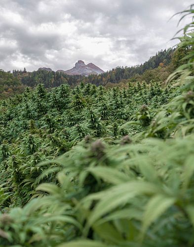 Cannabisveld in de bergen