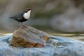 Wasseramsel (Cinclus cinclus) in ihrem typischen Lebensraum, wildlife, Europa. von wunderbare Erde