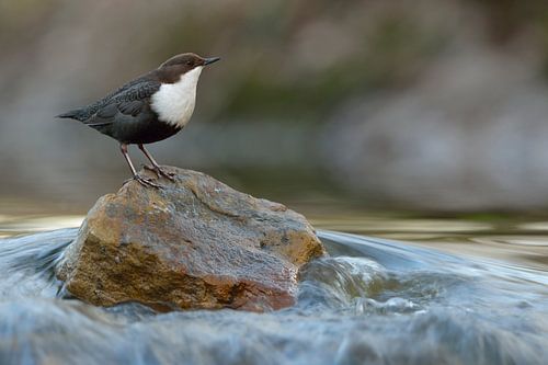 Wasseramsel (Cinclus cinclus) in ihrem typischen Lebensraum, wildlife, Europa.