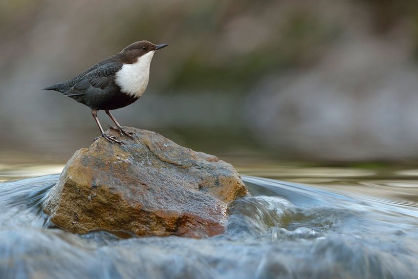 Waterspreeuw (Cinclus cinclus) in zijn typische habitat, wilde dieren, Europa. van wunderbare Erde