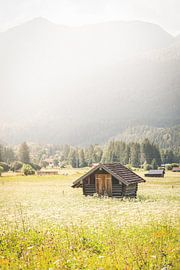 Alpenmorgen von Steffen Koch