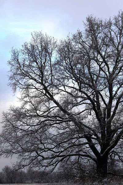 Baum im Winter von Thomas Jäger