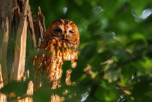 Tawny owl in the evening sun