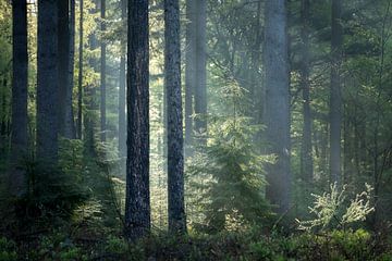 Sunbeams by Jeroen Linnenkamp