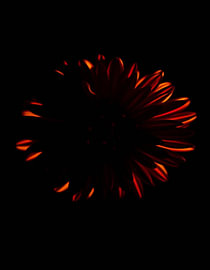 „Ember Chrysanthemum III“ von Ember Bloom