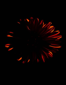 “Ember Chrysanthemum III”