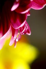 Gerbera von Thomas Jäger