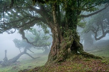 In the magical forest