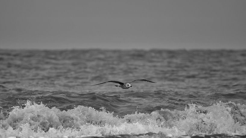 Seagull flying above the surf by Peter Bartelings