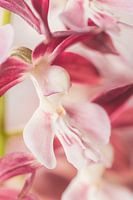 The flying orchid (Calanthe)