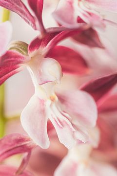 De vliegende orchidee (Calanthe) van Dennis Carette
