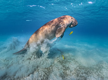 Dugong – Seekuh steigt aus der Sandwolke auf