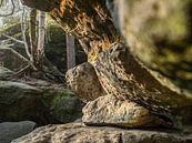 Labyrint, Saksisch Zwitserland - rotswand aan de oostkant van Pixelwerk thumbnail