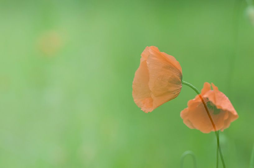 Klaproos,Poppy,Mohn,Pavot by Kitty Stevens