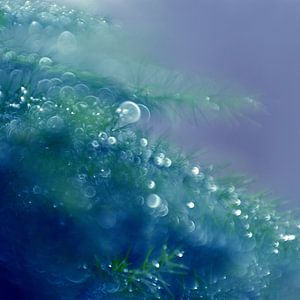 Macro - Bokehlicious