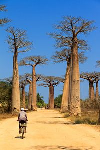 Baobab fietser van Dennis van de Water