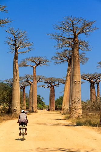 Baobab fietser