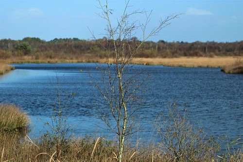 Veengebied in Twente von S.J. Braakman