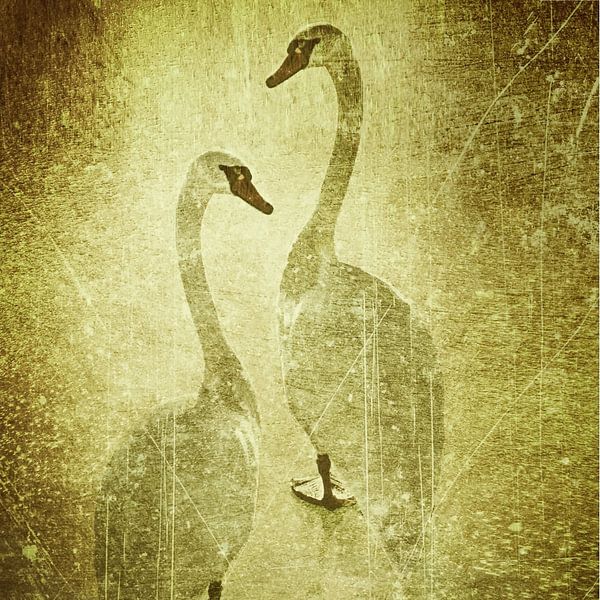Swan gold by Christine Nöhmeier