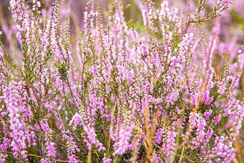 La bruyère en fleur