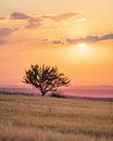 Lonely tree on a grain field in the Swabian Alb at sunset by Daniel Pahmeier thumbnail