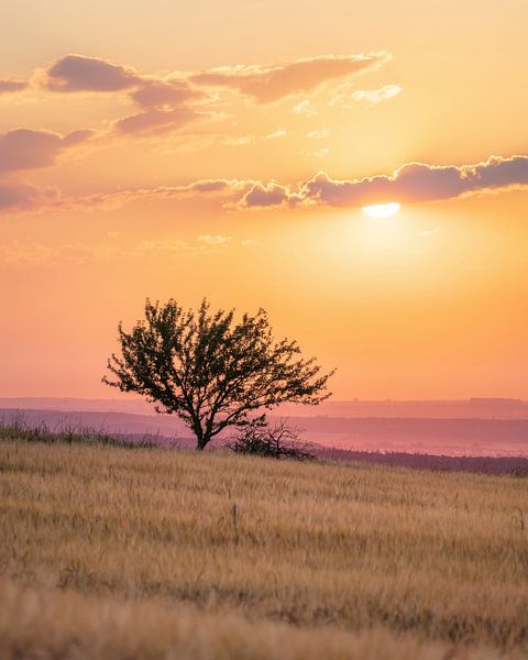 Lonely tree on a grain field in the Swabian Alb at sunset by Daniel Pahmeier