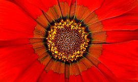 gaziana krebsiana  Mittagsgold Blüte von Werner Lehmann