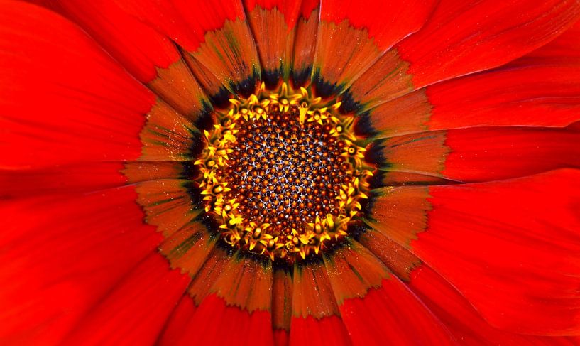 gaziana krebsiana or du midi floraison par Werner Lehmann