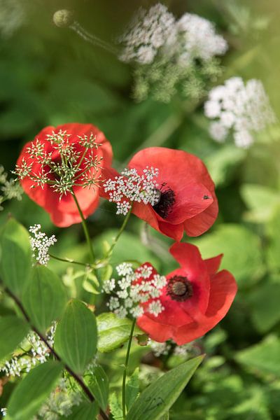 Coquelicot caché par ProPhoto Pictures