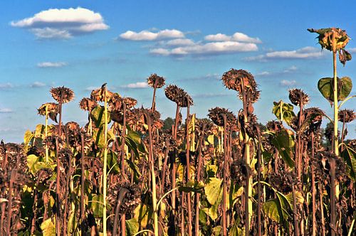 Zonnebloemenveld in het Oderbruch - Märkisches Oderland