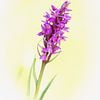 Orchidee van Tom Smit