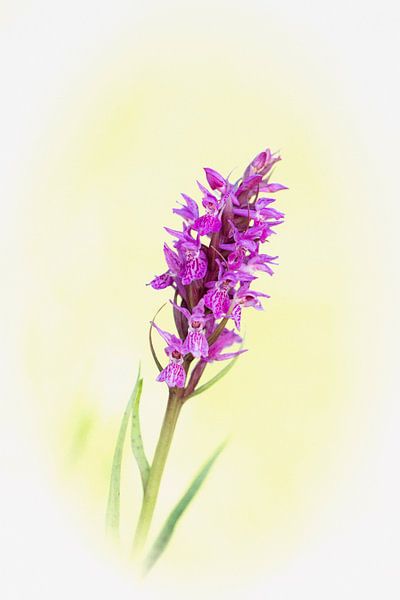 Orchidee von Tom Smit