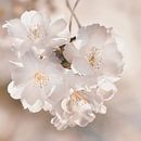 Fleur de cerisier japonais par Violetta Honkisz Aperçu