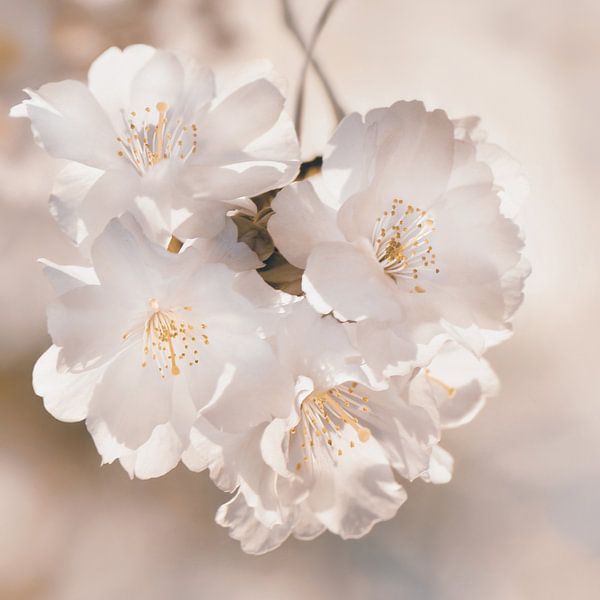 Fleur de cerisier japonais par Violetta Honkisz