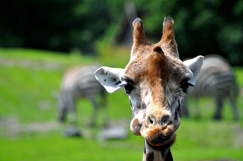 girafe par Marleen Krumpelman