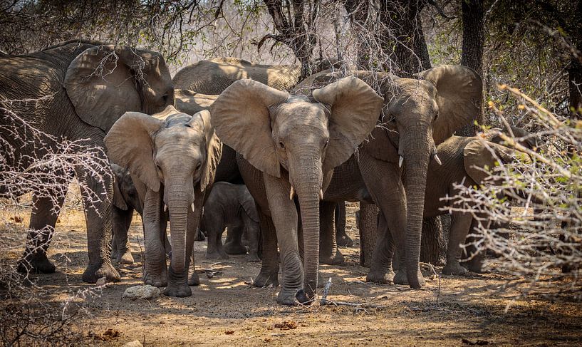 Eine Elefantenherde im Krüger-Park (Südafrika). von Claudio Duarte