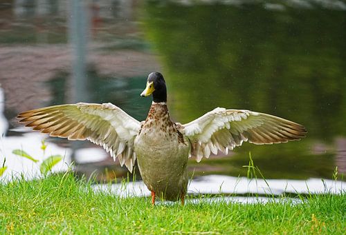 Wilde eend met gespreide vleugels