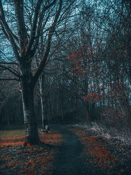 late herfst van snippefotografie