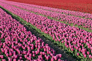 Tulpenfeld mit lila und roten Tulpen.