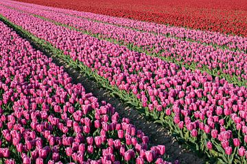 Tulpenveld met paarse en rode tulpen. van Albert Beukhof