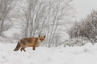 Winter vos van Menno Schaefer thumbnail
