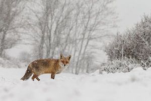 Winter vos