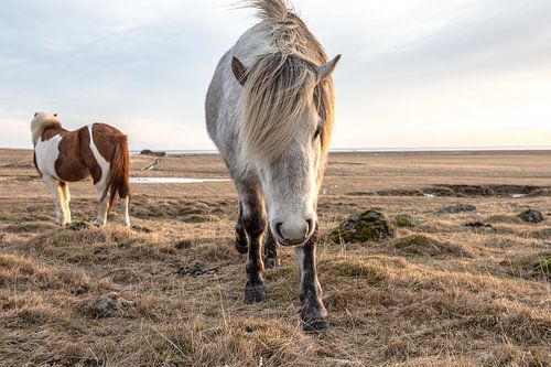 Icelandic horses in winter