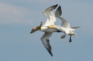 The Robberey II (Jan van Genten) van Harry Eggens